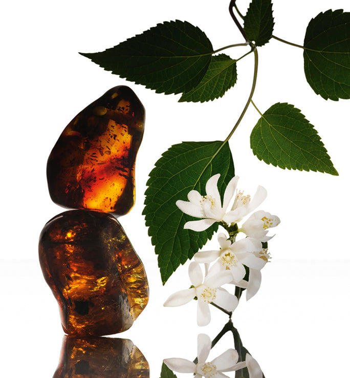 Amber Musc Eau de Parfum Intense