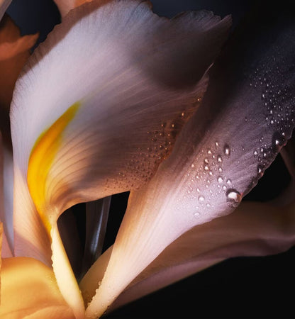 Dior Homme Eau de Toilette